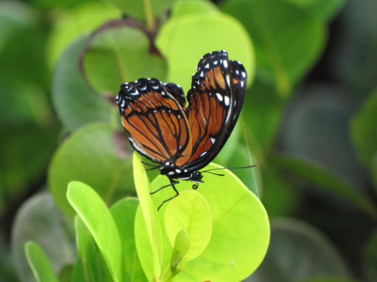 Chrysobalanus (Chrysobalanus)