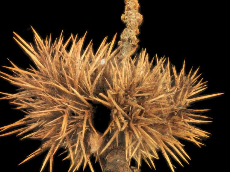 Chrysolepis (Chrysolepis)
