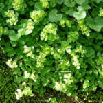 Chrysosplenium