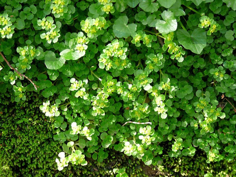 Chrysosplenium (Chrysosplenium)