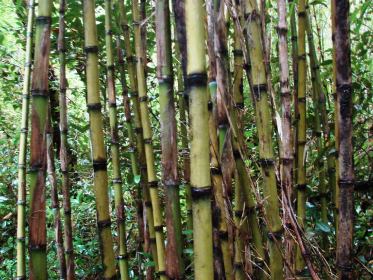 Chusquea (Chusquea)