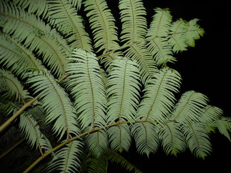 Cibotium (Cibotium)
