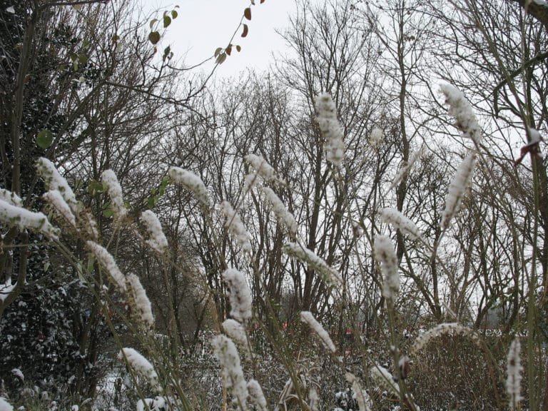 Actaea (Cimicifuga)