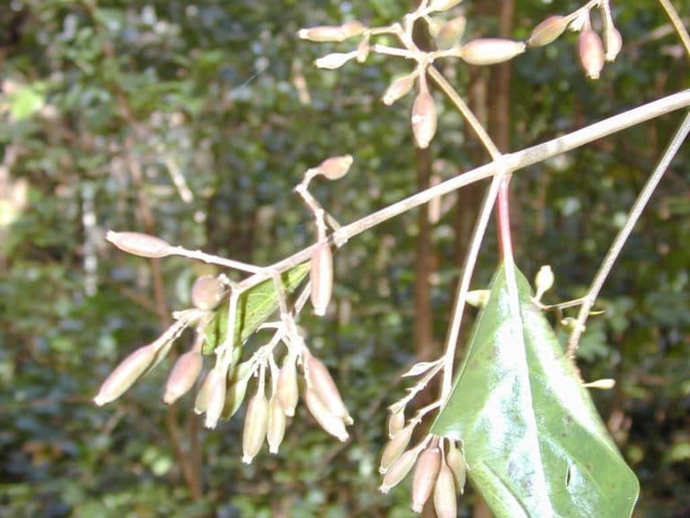 Cinchona (Cinchona)