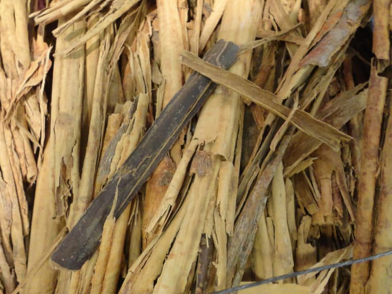 Cinnamomum (Cinnamomum)