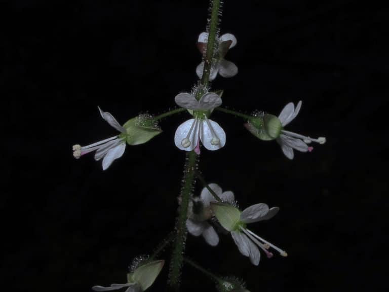 Circaea (Circaea)