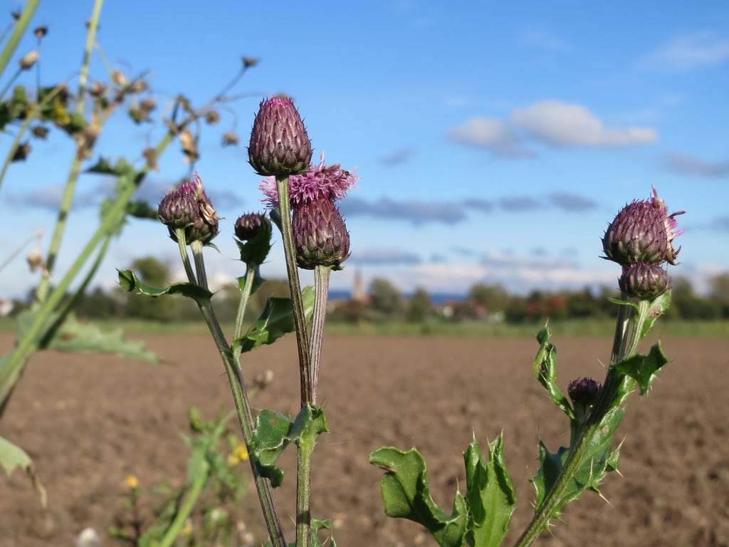 Cirse (Cirsium)
