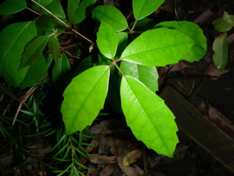 Cissus (Cissus)