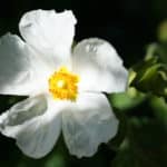 Ciste (Cistus)