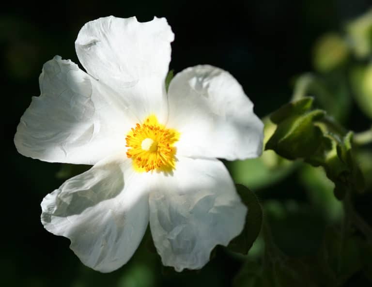 Ciste (Cistus)