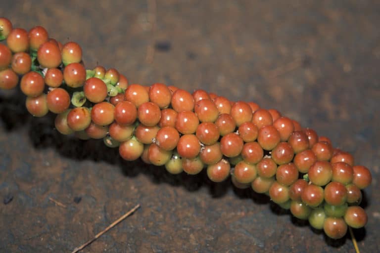 Citharexylum (Citharexylum)