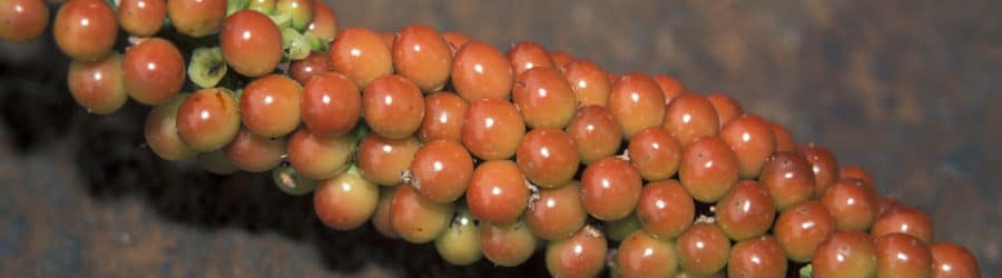 Citharexylum
