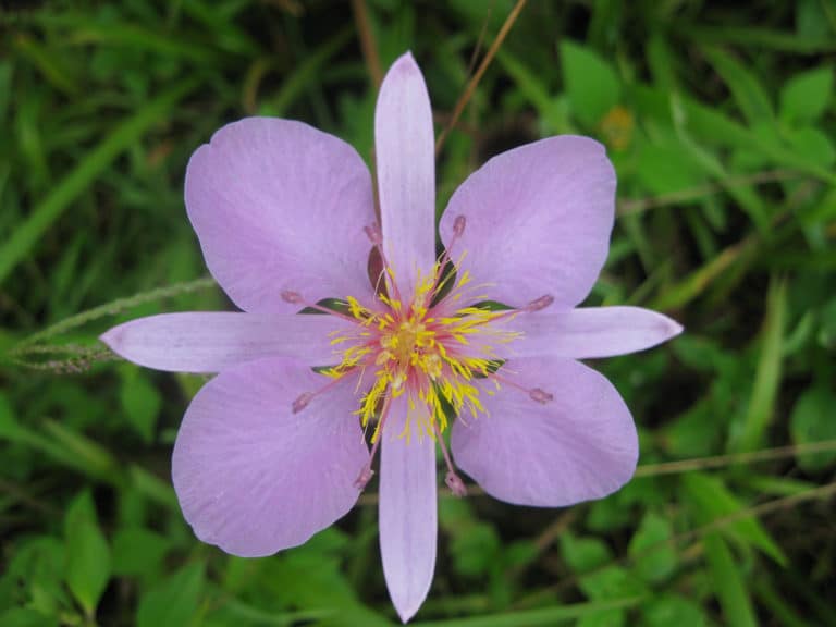 Clappertonia (Clappertonia)