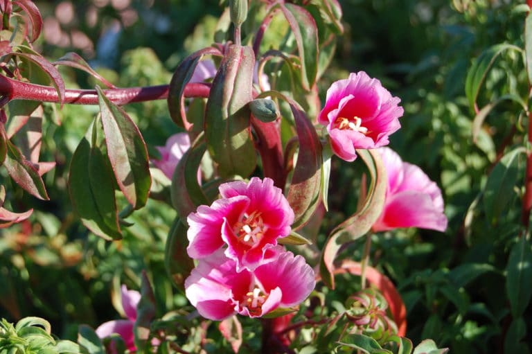 Godétia (Clarkia)