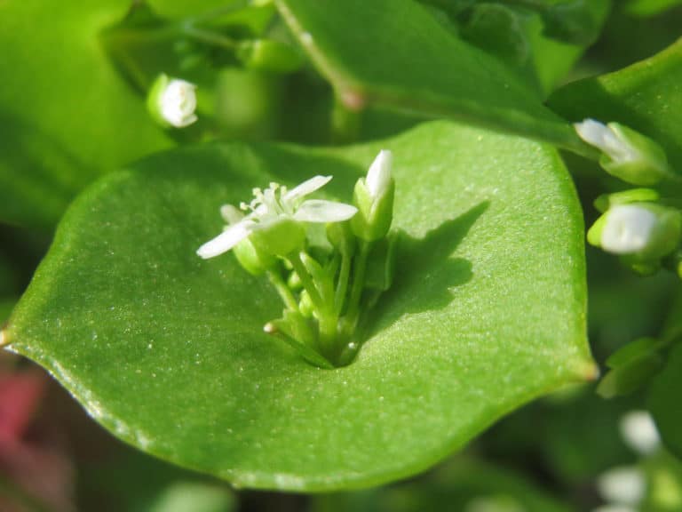 Claytonia (Claytonia)