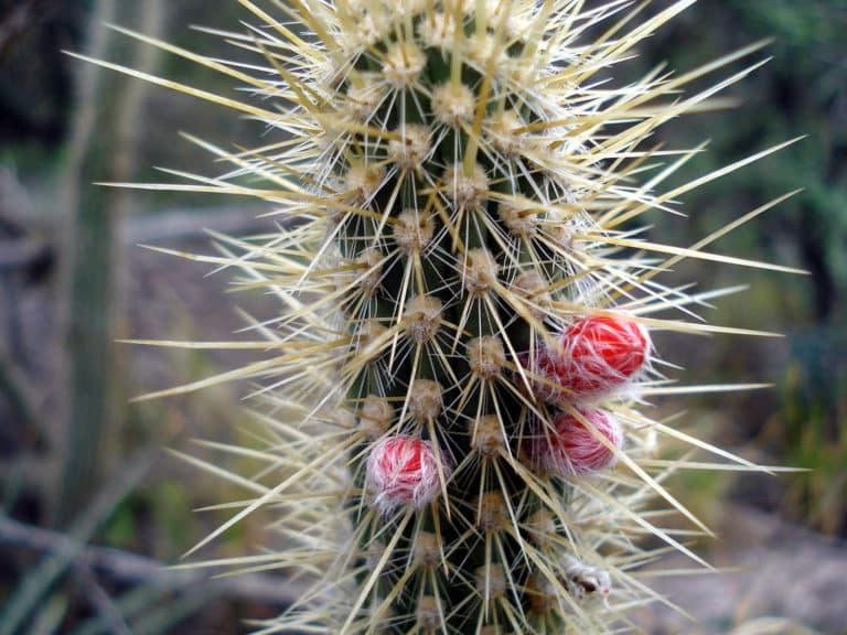 Cleistocactus (Cleistocactus)