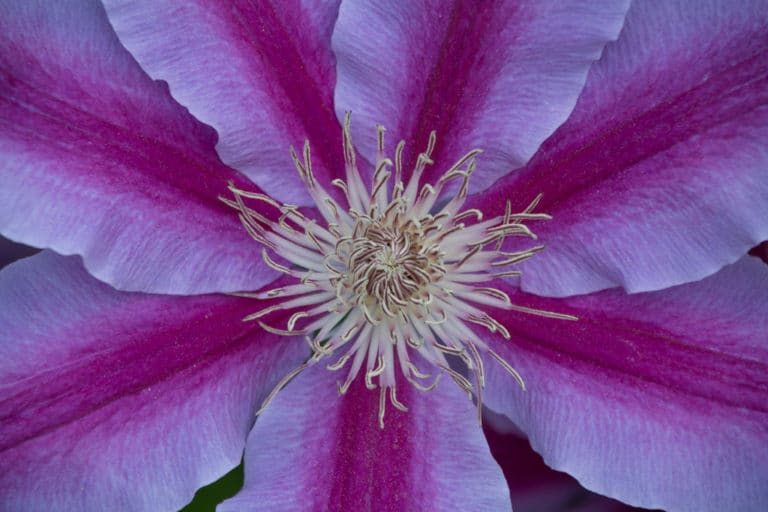 Clématite (Clematis)