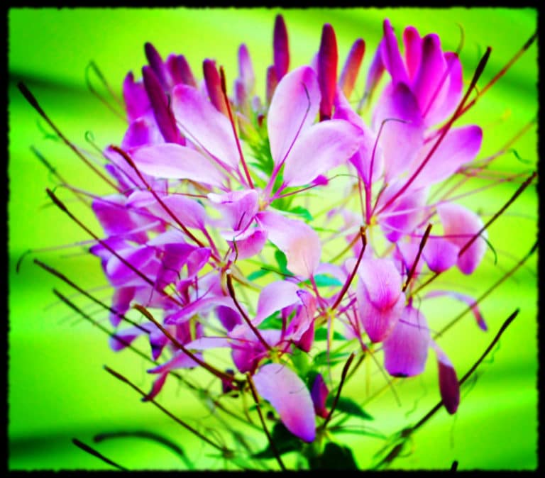 Cléome (Cleome)