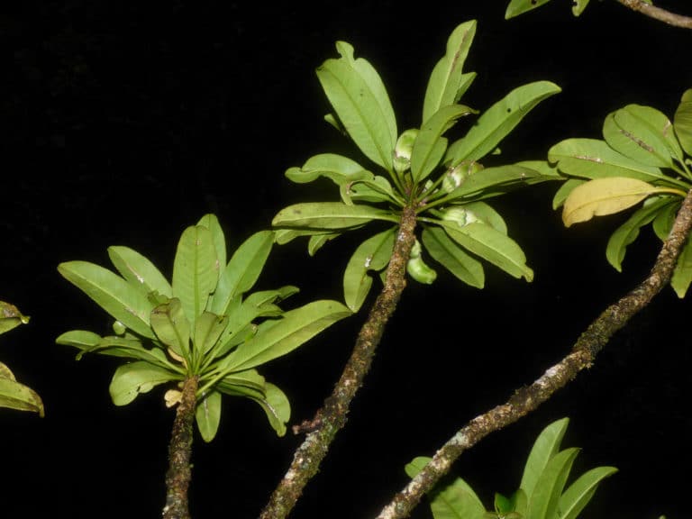 Clermontia (Clermontia)