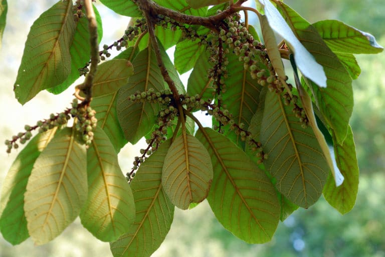Clethra (Clethra)