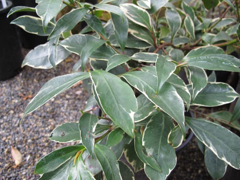 Cleyera (Cleyera)