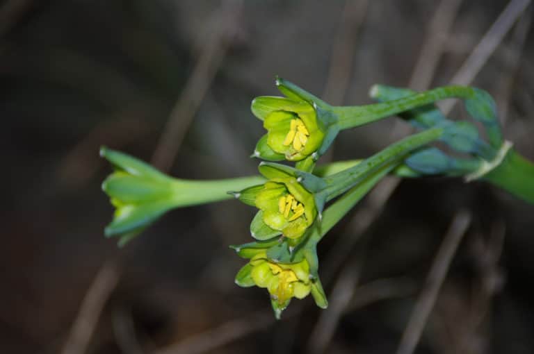Clinanthus (Clinanthus)