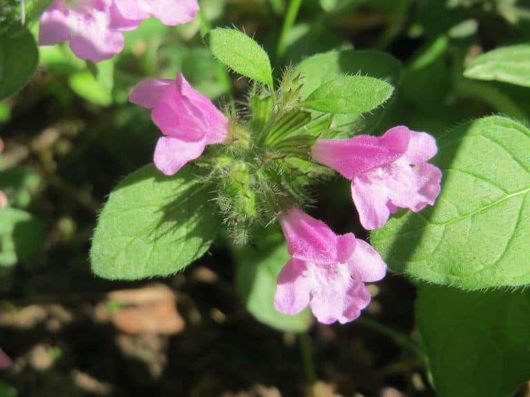 Clinopodium (Clinopodium)