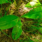 Clintonia