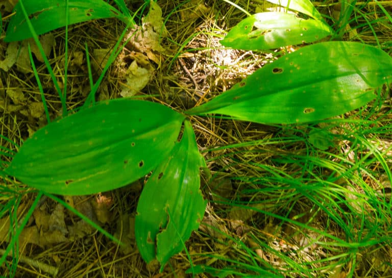 Clintonia (Clintonia)