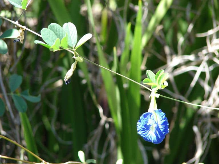 Clitoria (Clitoria)
