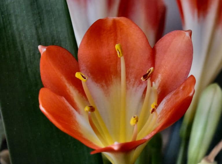 Clivia (Clivia)