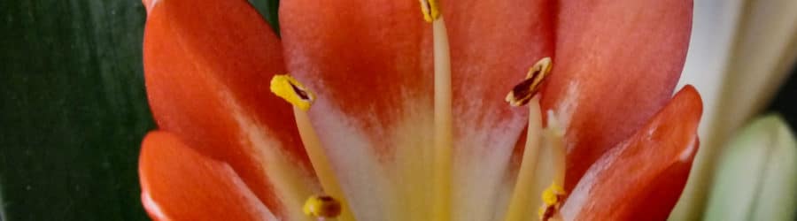 Clivia