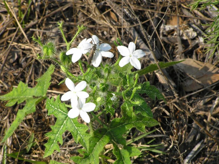 Cnidoscolus (Cnidoscolus)