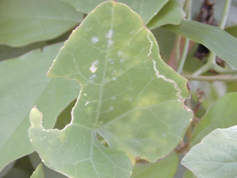 Coccinia (Coccinia)