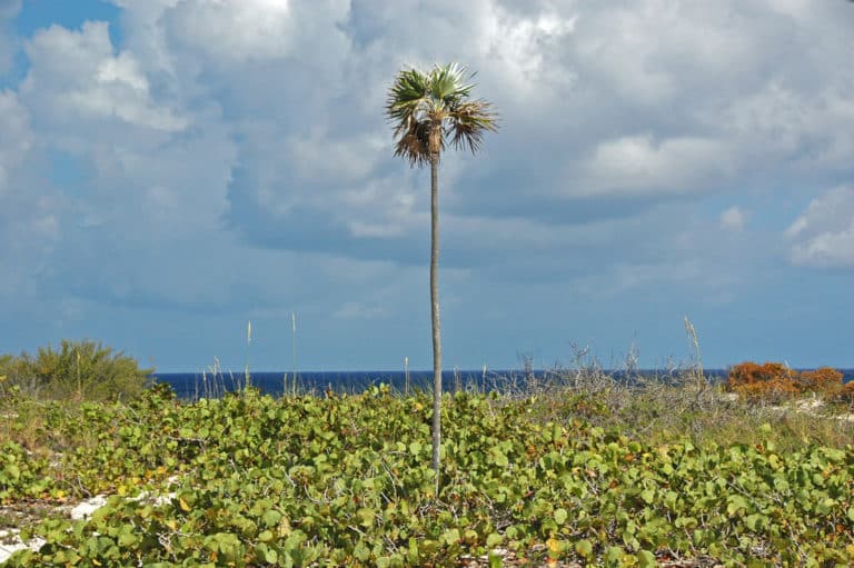Coccothrinax (Coccothrinax)