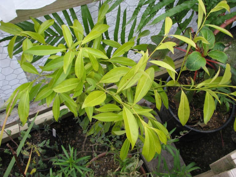 Cocculus (Cocculus)