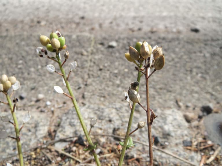 Cochlearia (Cochlearia)