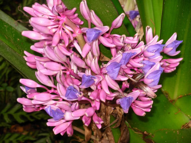 Cochliostema (Cochliostema)