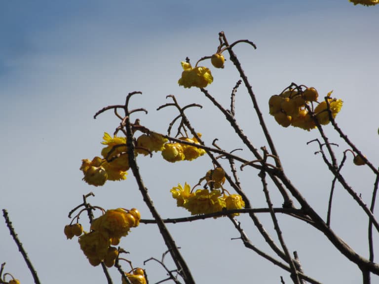 Cochlospermum (Cochlospermum)