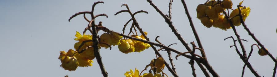 Cochlospermum
