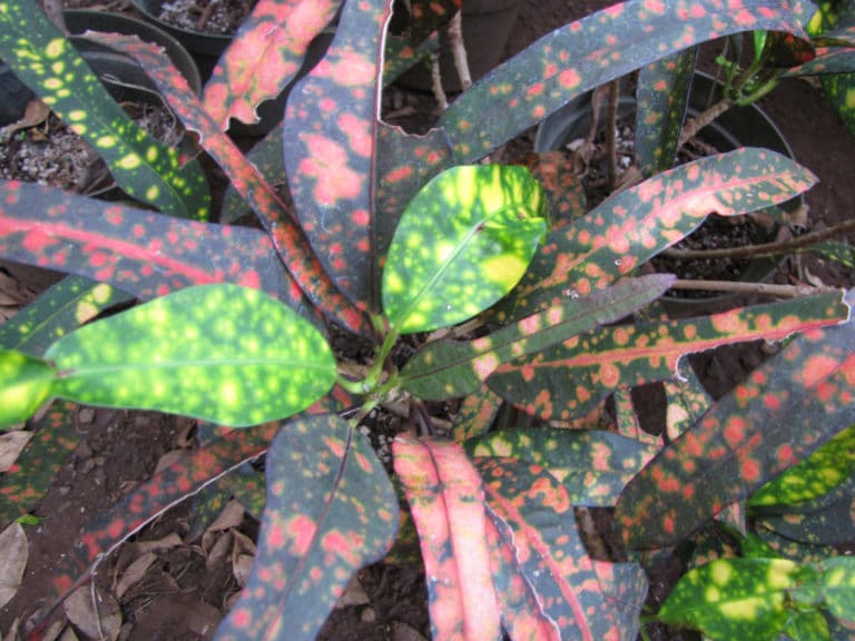 Croton (Codiaeum)