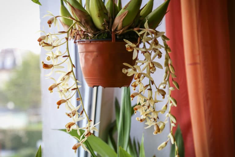 Coelogyne (Coelogyne)