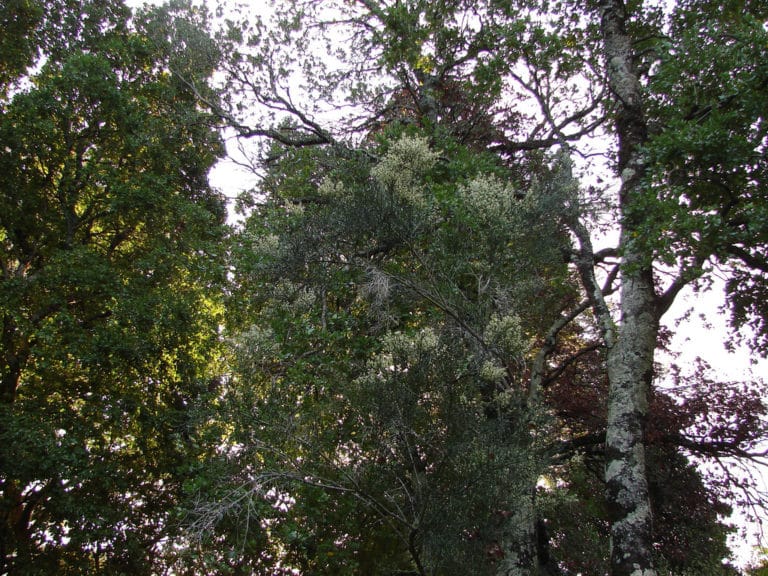 Colletia (Colletia)