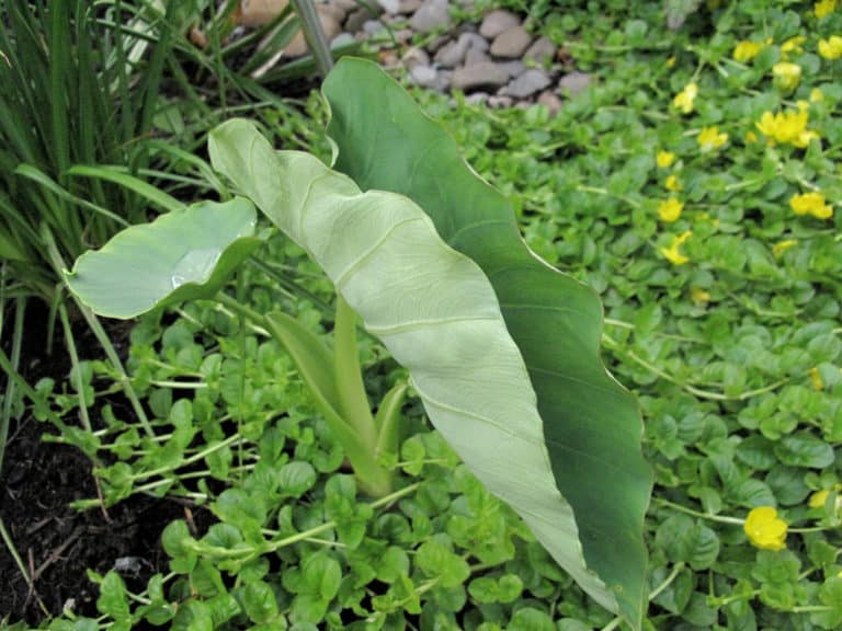 Colocasia (Colocasia)