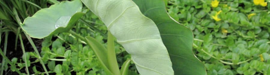 Colocasia