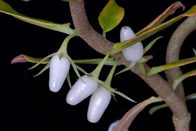 Columnéa (Columnea)