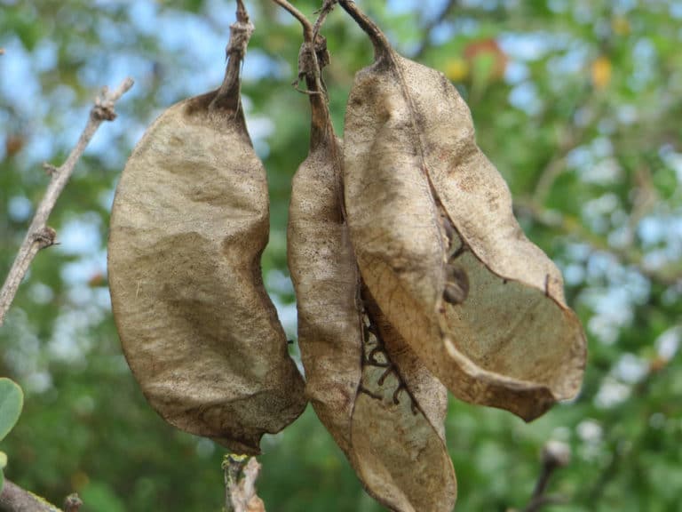 Colutea (Colutea)