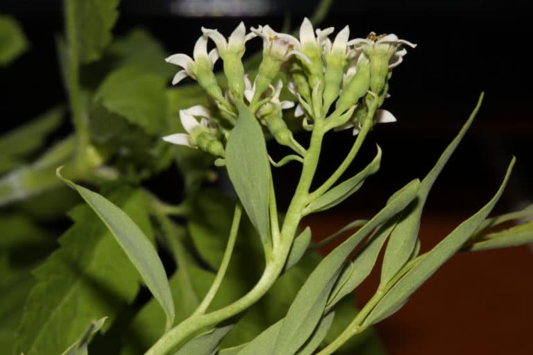Comandra (Comandra)