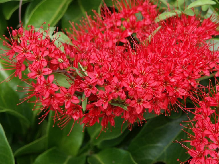Combretum (Combretum)