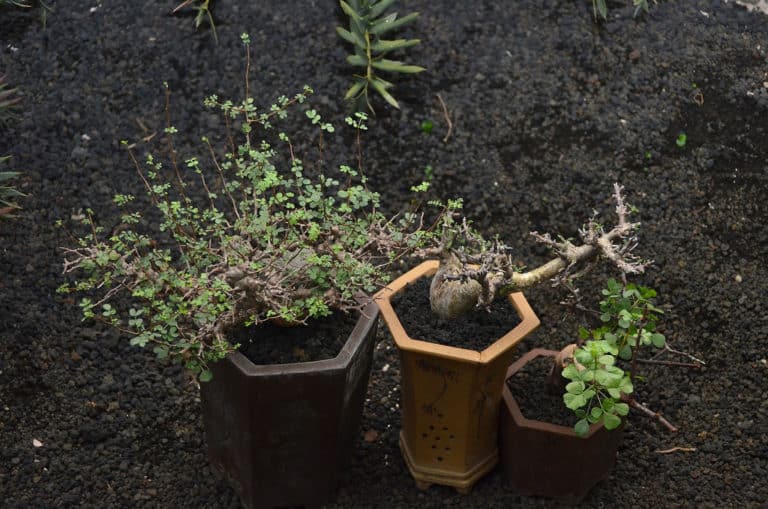 Commiphores (Commiphora)